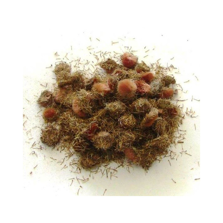 arnica – planta 50gr