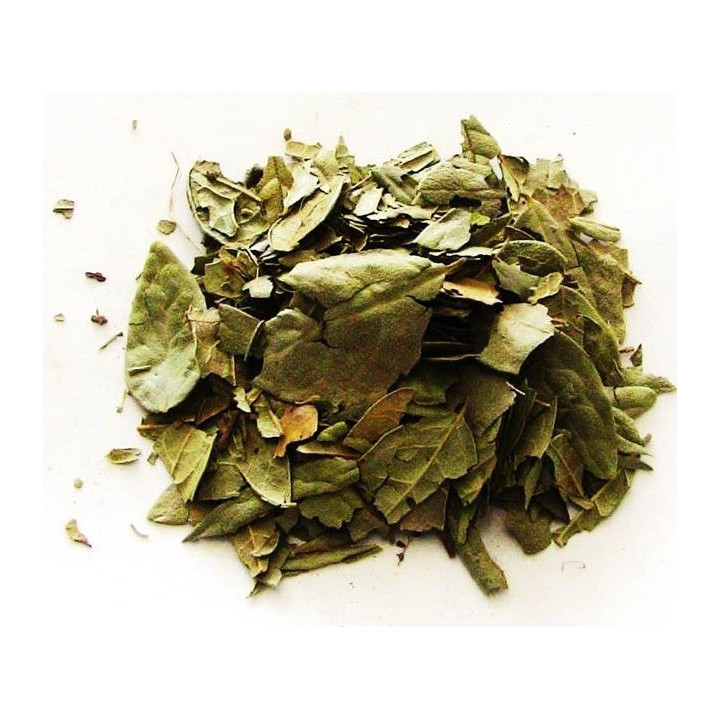 boldo – pianta 100gr