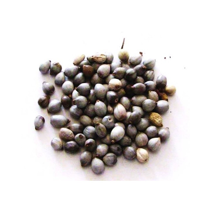 lacrime di nostra signora – semi 50gr