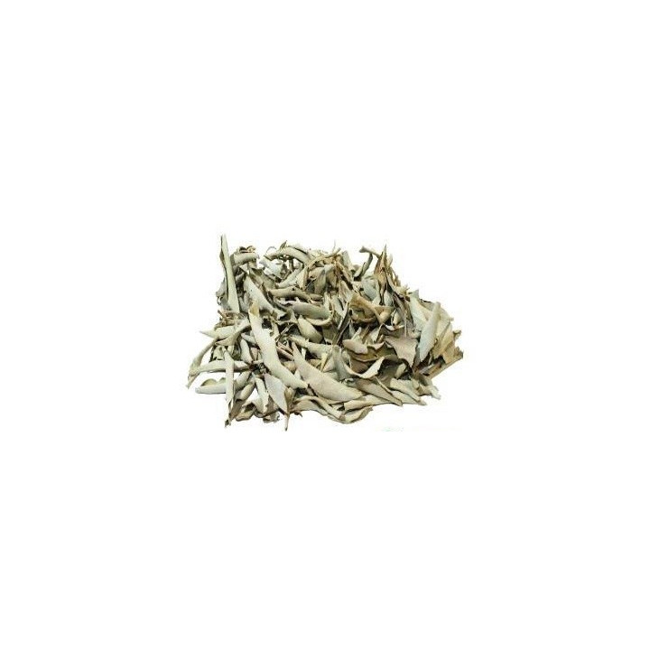 salvia bianca – pianta 50gr