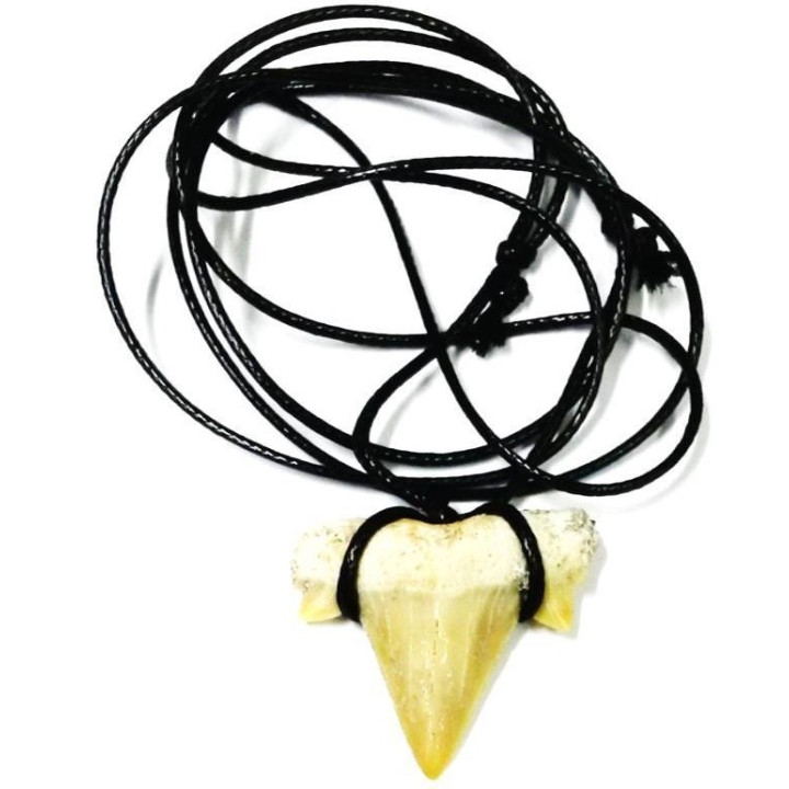 dente de tubarão fossilizado – pingente