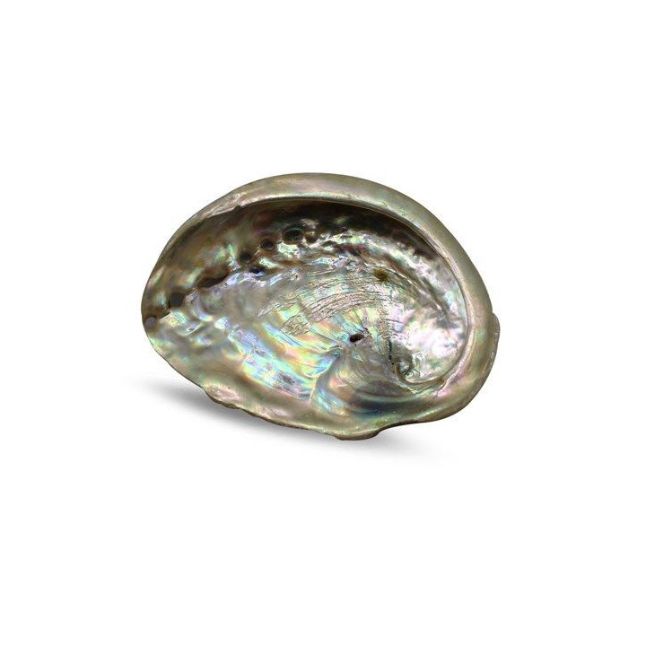 CONCHA DI ABALONE 7/9CM