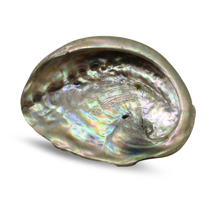 CONCHA DI ABALONE 7/9CM