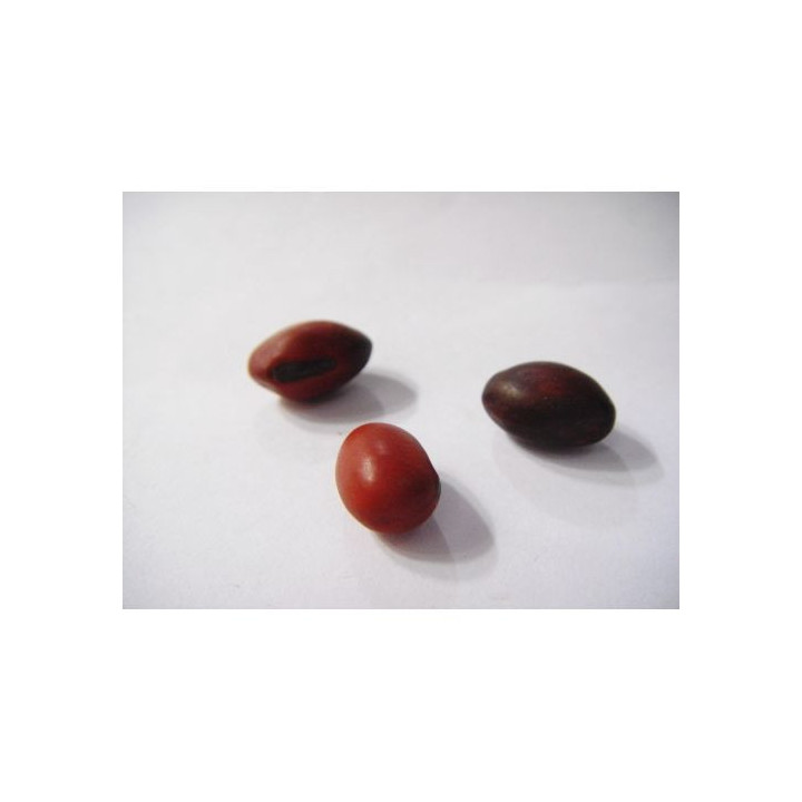 Fava di Iemanjá S/Filo