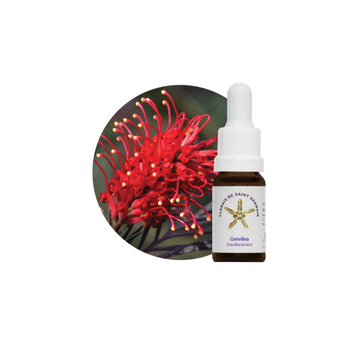 Floral Grevilia - 10ml