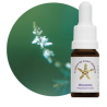 Floral Mimozinha - 10ml