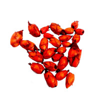 Fava de Pomba Gira | Magnetismo, Sedução e Poder Feminino